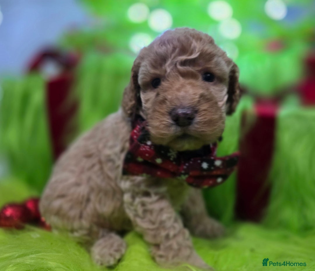 Cockapoo dogs for sale: Ready Now - 2 Lovely Cockapoo Puppies Remaining  - Advert 6