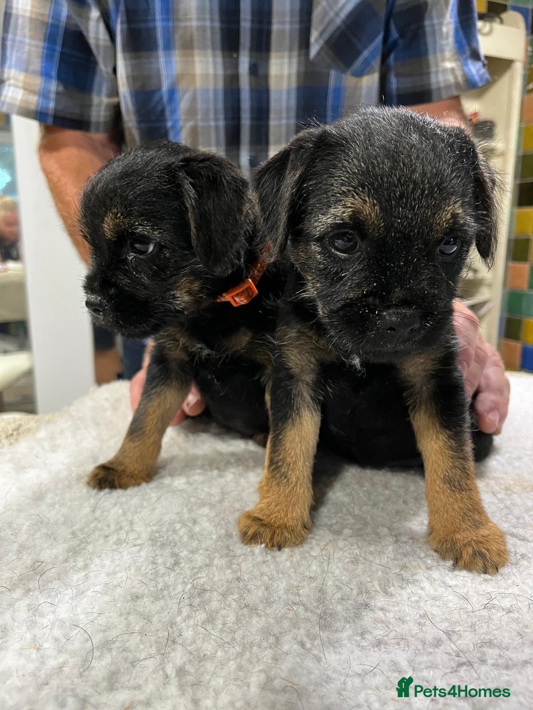 Border Terrier dogs for sale: Beautiful border terrier pups for sale In Kent - Image 19