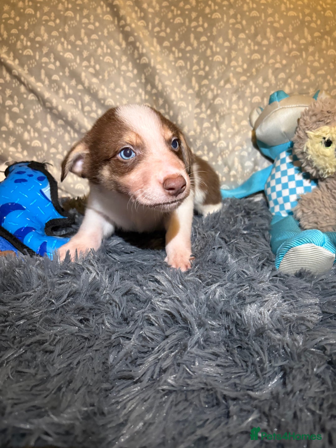 Border Collie dogs for sale: Border collie puppies for active homes  - Advert 10