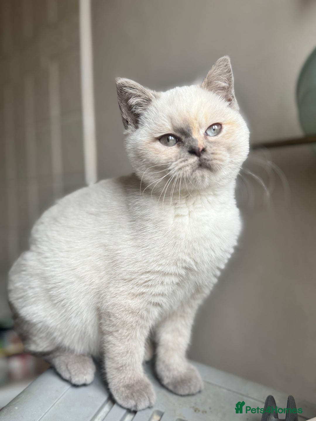 British Shorthair cats for sale: RARE Tortie/Colourpoint British shorthair kittens  - Advert 1