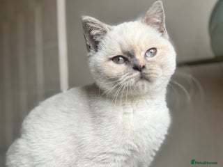 British Shorthair cats RARE Tortie/Colourpoint British shorthair kittens - Advert 11