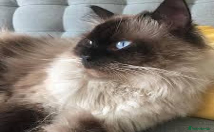 Ragdoll cats - Advert 9