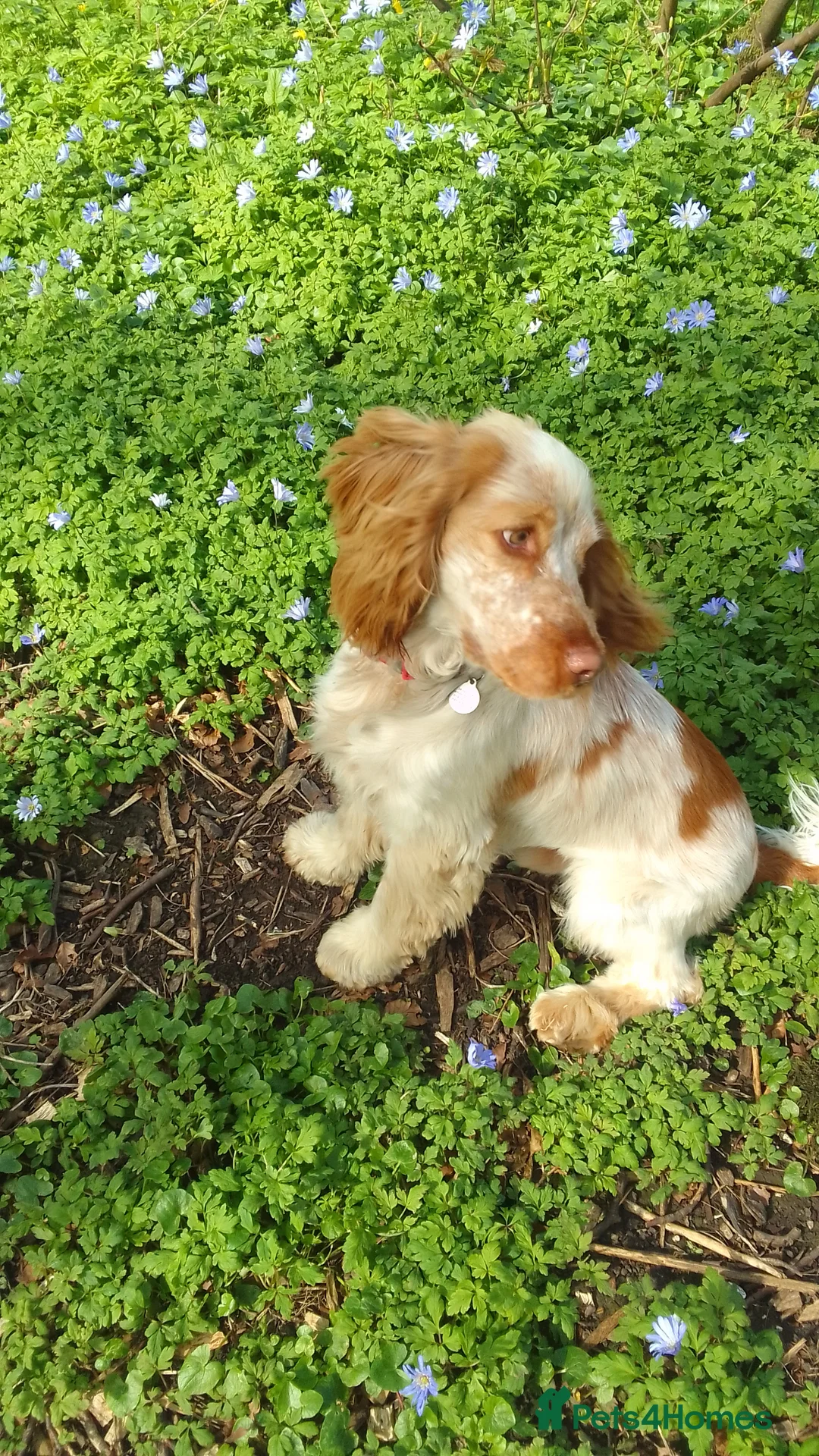 Cocker Spaniel dogs for sale: Orange roan male show cocker spaniel 2yrs old in York - Advert 3