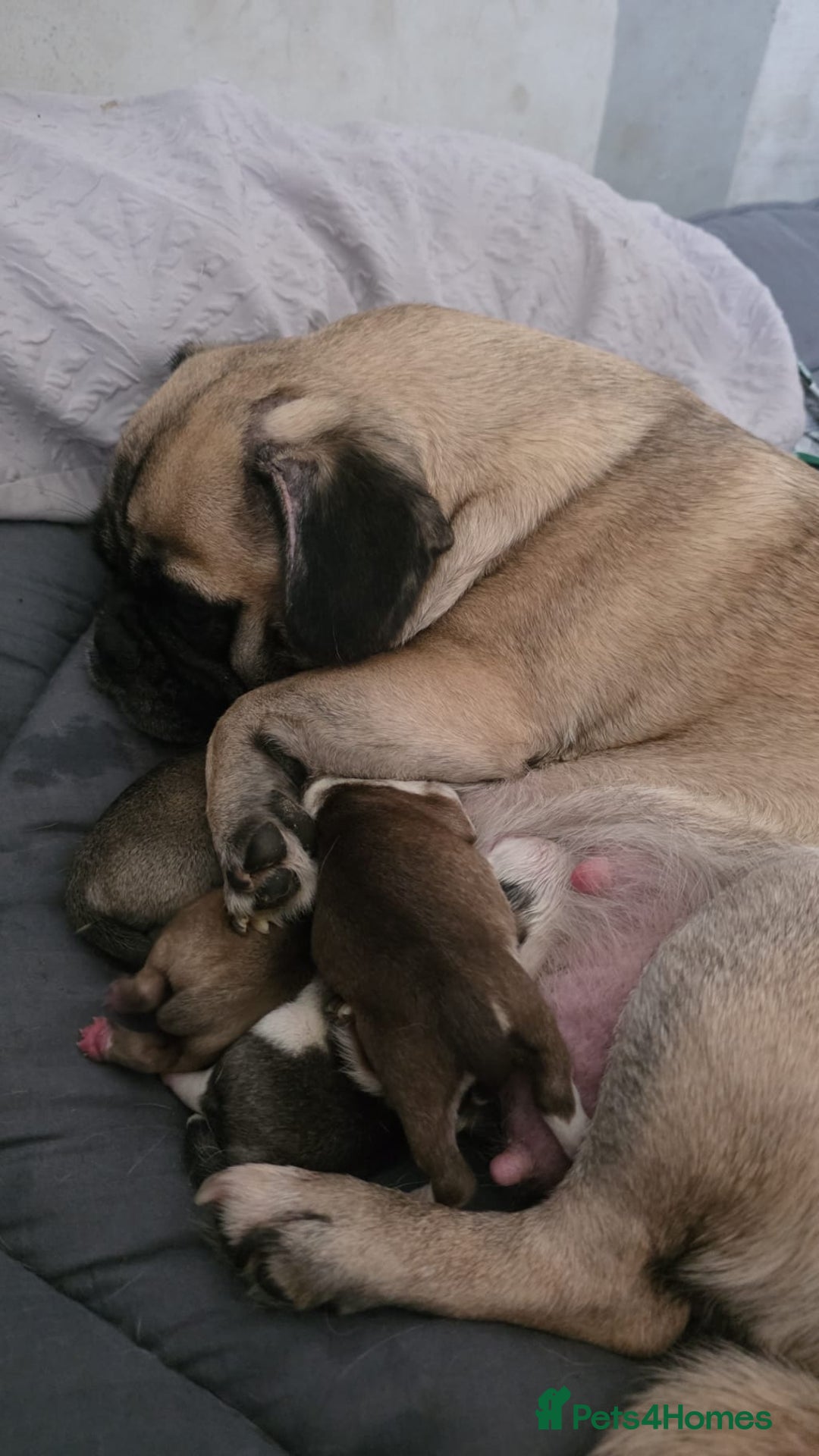 Pug dogs for sale: Kc registered rare colours  - Advert 1