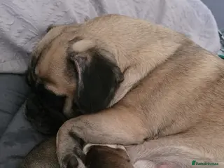 Pug dogs Kc registered rare colours - Advert 6