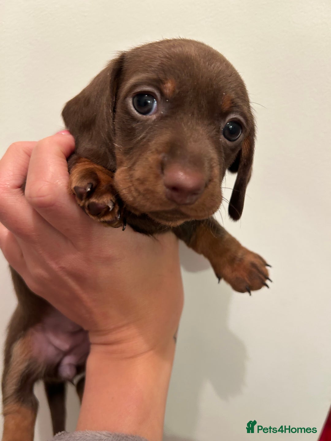 Dachshund dogs for sale: 5 stunning Dachshund puppies - Image 4