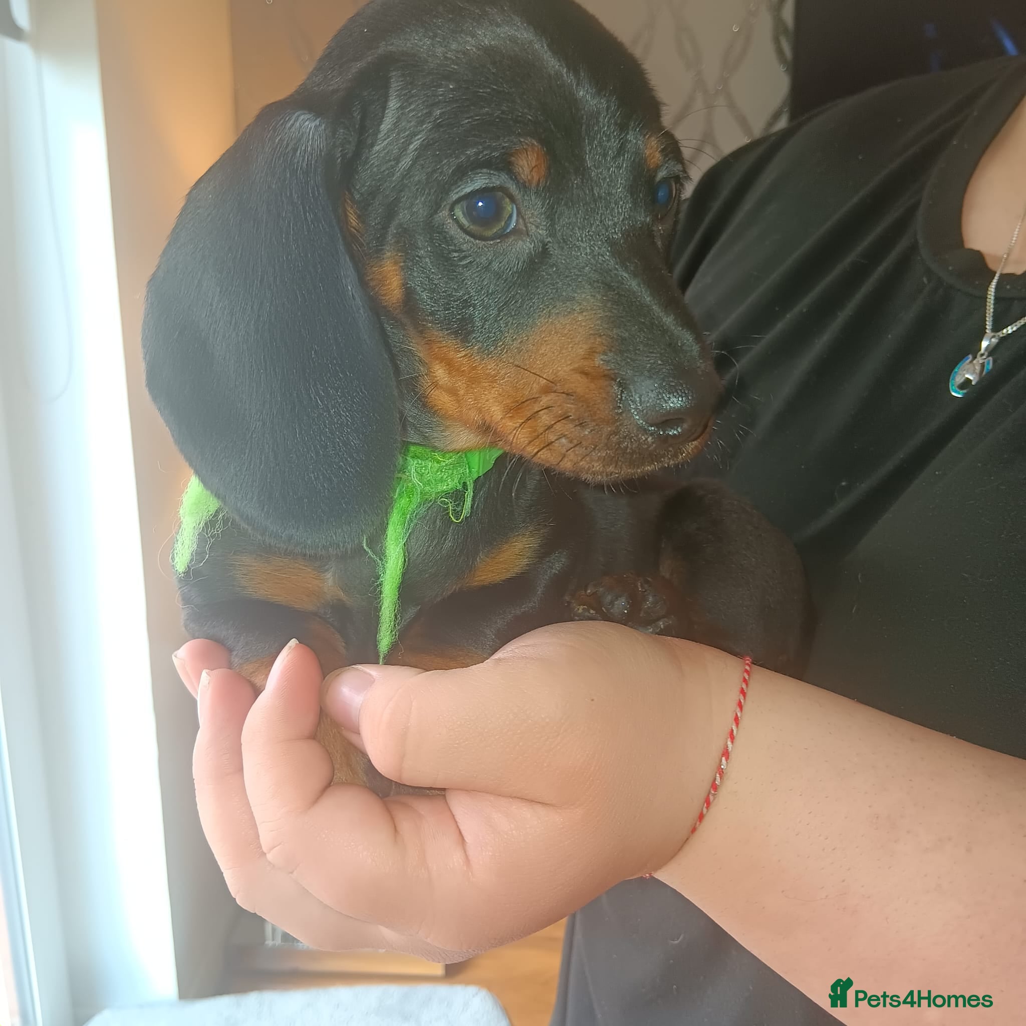 Dachshund dogs Dachshund ready now  - Advert 2