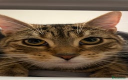 British Shorthair cats for sale: Beautiful Mum and babies looking for a new home❤️ - Image 7