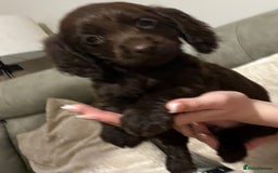 Cocker Spaniel dogs for sale: Cocker spaniel  - Image 21