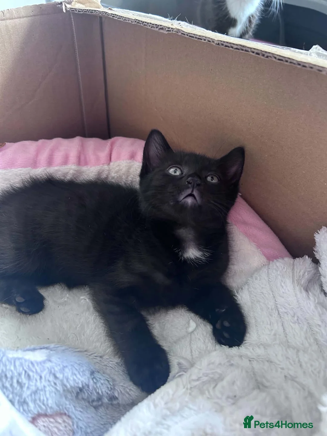 Mixed Breed cats for sale: 2 beautiful loving mixed kittens left - Advert 7