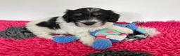 Polish Lowland Sheepdog dogs for sale:  Polish Lowland Sheepdog puppy girl available. - Advert 4