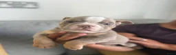 English Bulldog dogs for sale: English bulldogs !REDUCED PRICE! - Advert 12