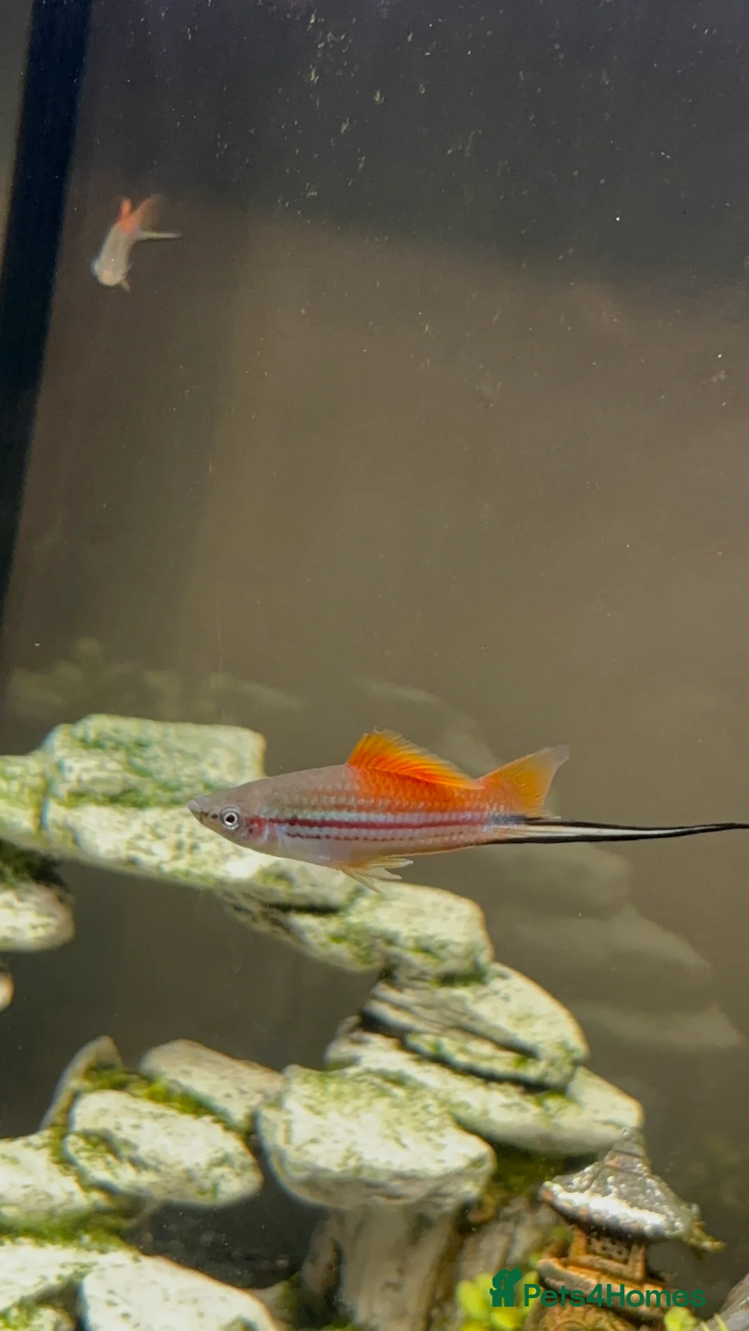 Other/Mixed Breed fish for sale: Molly x swordtail molly male and female  in Burgess Hill - Advert 2