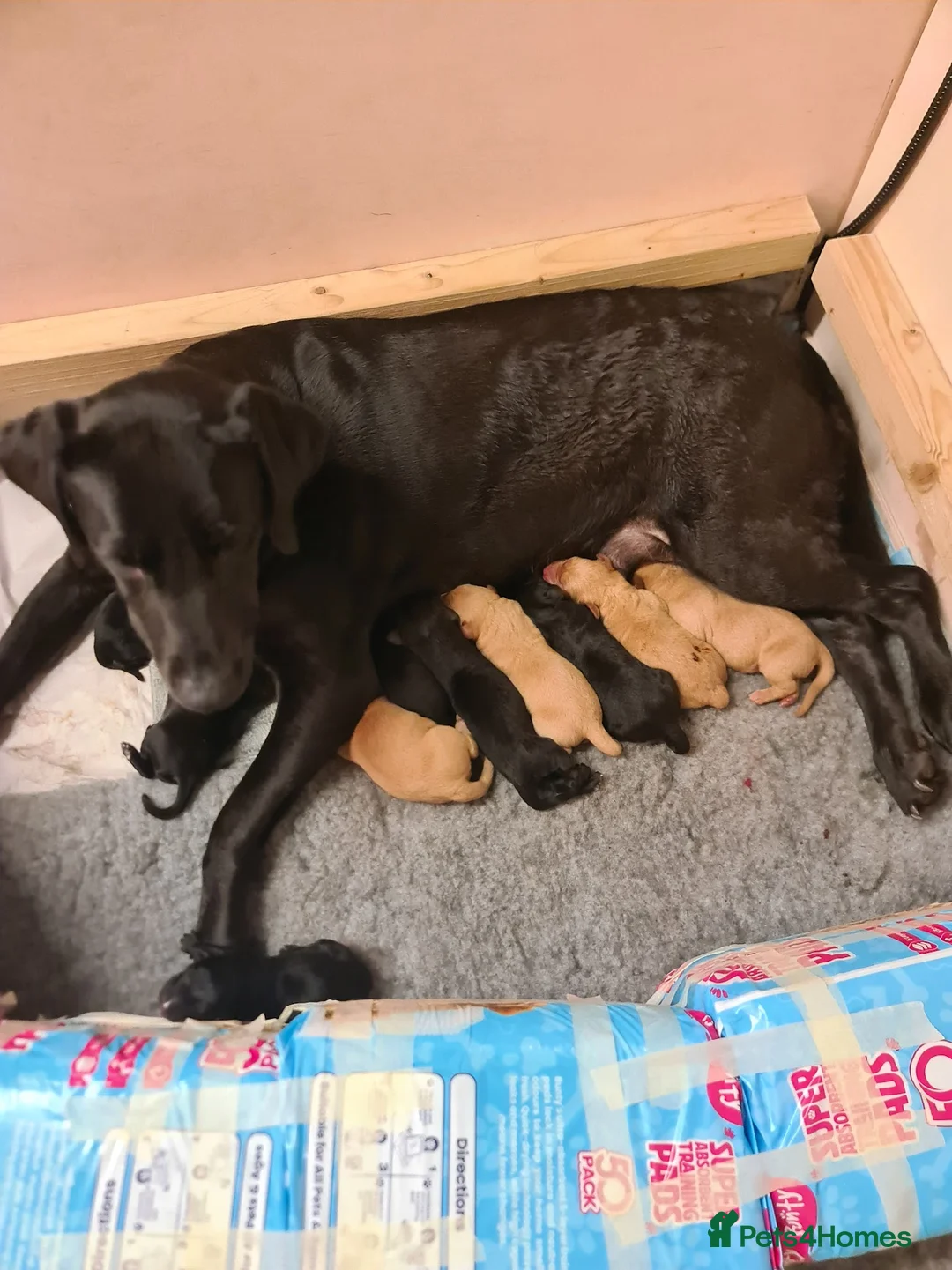 Labrador Retriever dogs for sale: Black/Fox Red Labrador Puppies - Advert 40