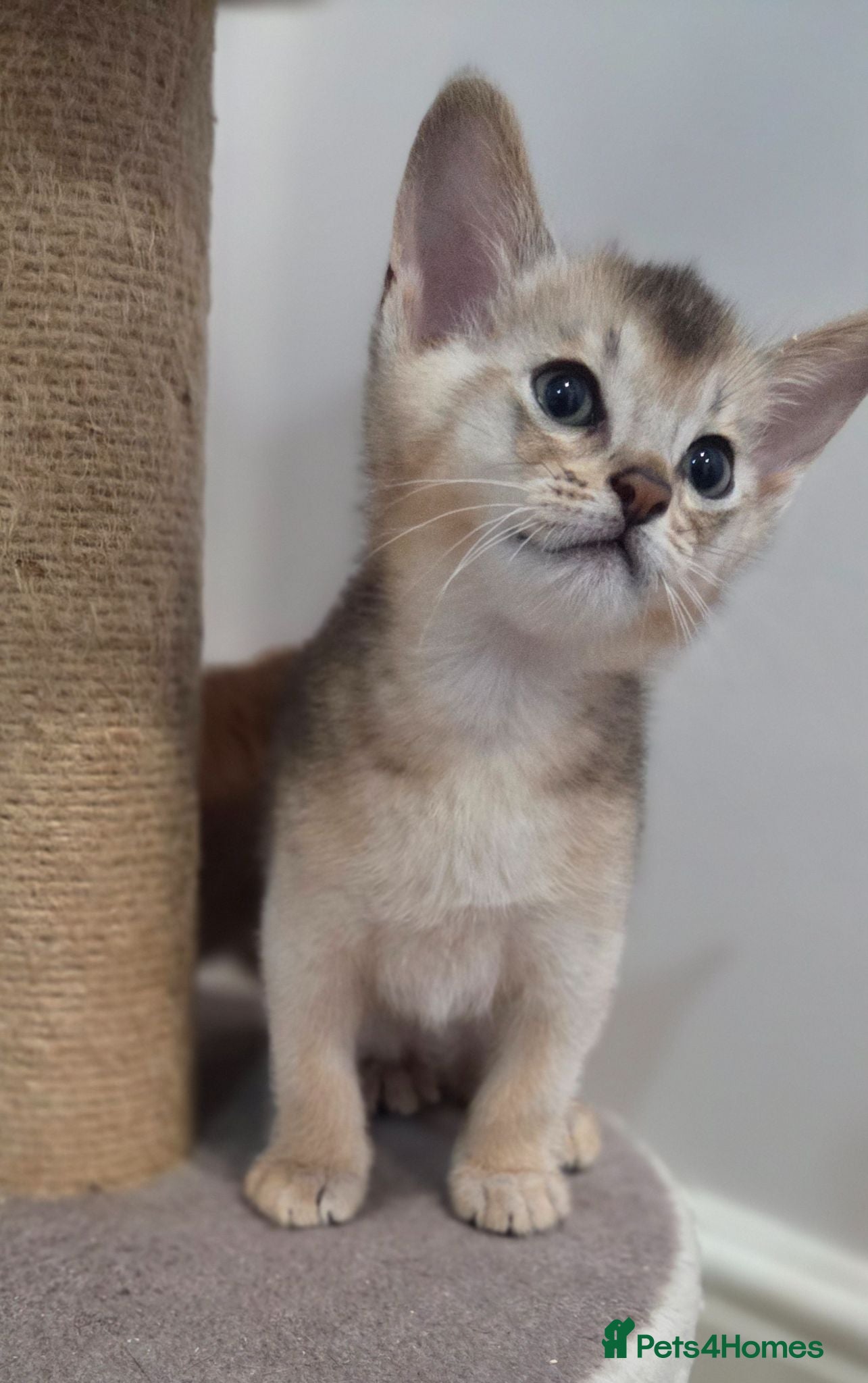 Abyssinian cats 🔥2 left TICA Registered Abyssinian Kittens - Advert 2