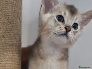 Abyssinian cats 🔥2 left TICA Registered Abyssinian Kittens - Advert 2