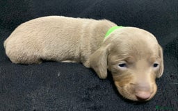 Miniature Dachshund dogs for sale: 🌟QUALITY KC REG & PRA CLR MINIATURE DACHSHUNDS🌟 - Image 21