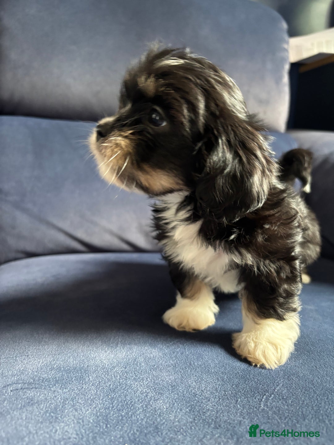 Mixed Breed dogs for sale: Fluffy Lhasa X Puppies – Family Raised! - Image 25