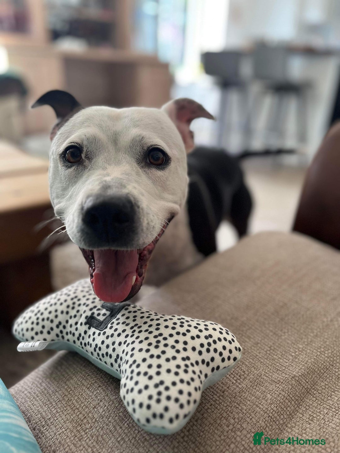 Staffordshire Bull Terrier dogs for sale: Fifi  - Advert 13