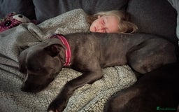 Mixed Breed dogs for sale: Re homing my dogs - Image 5