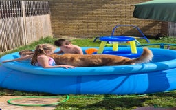 Golden Retriever dogs for stud: Our Loveable Goof in Woking - Image 13