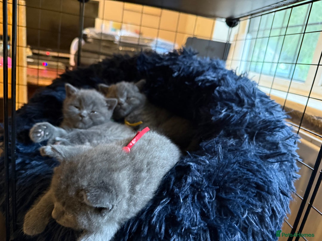 British Shorthair cats for sale: Gorgeous GCCF registered BSH last girl available  - Image 3