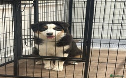 Australian Shepherd dogs for sale: Australian Shepherd Girl - Advert 1