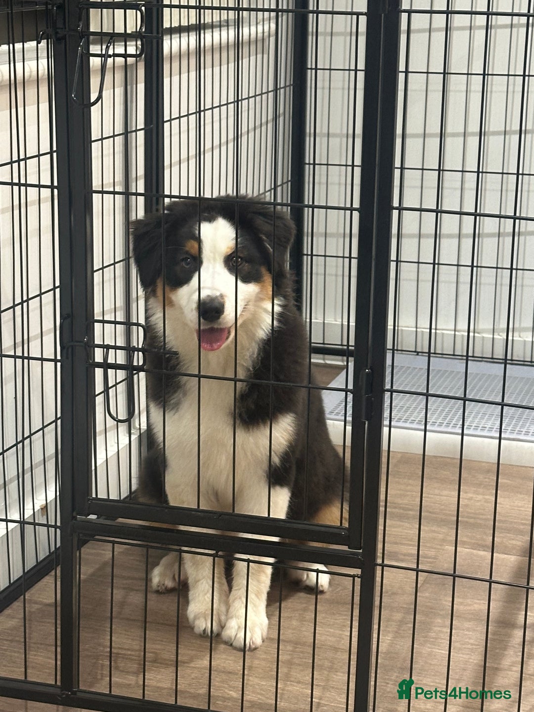 Australian Shepherd dogs for sale: Australian Shepherd Girl - Advert 1