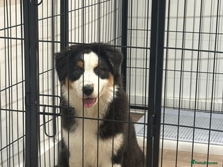 Australian Shepherd dogs Australian Shepherd Girl - Advert 1