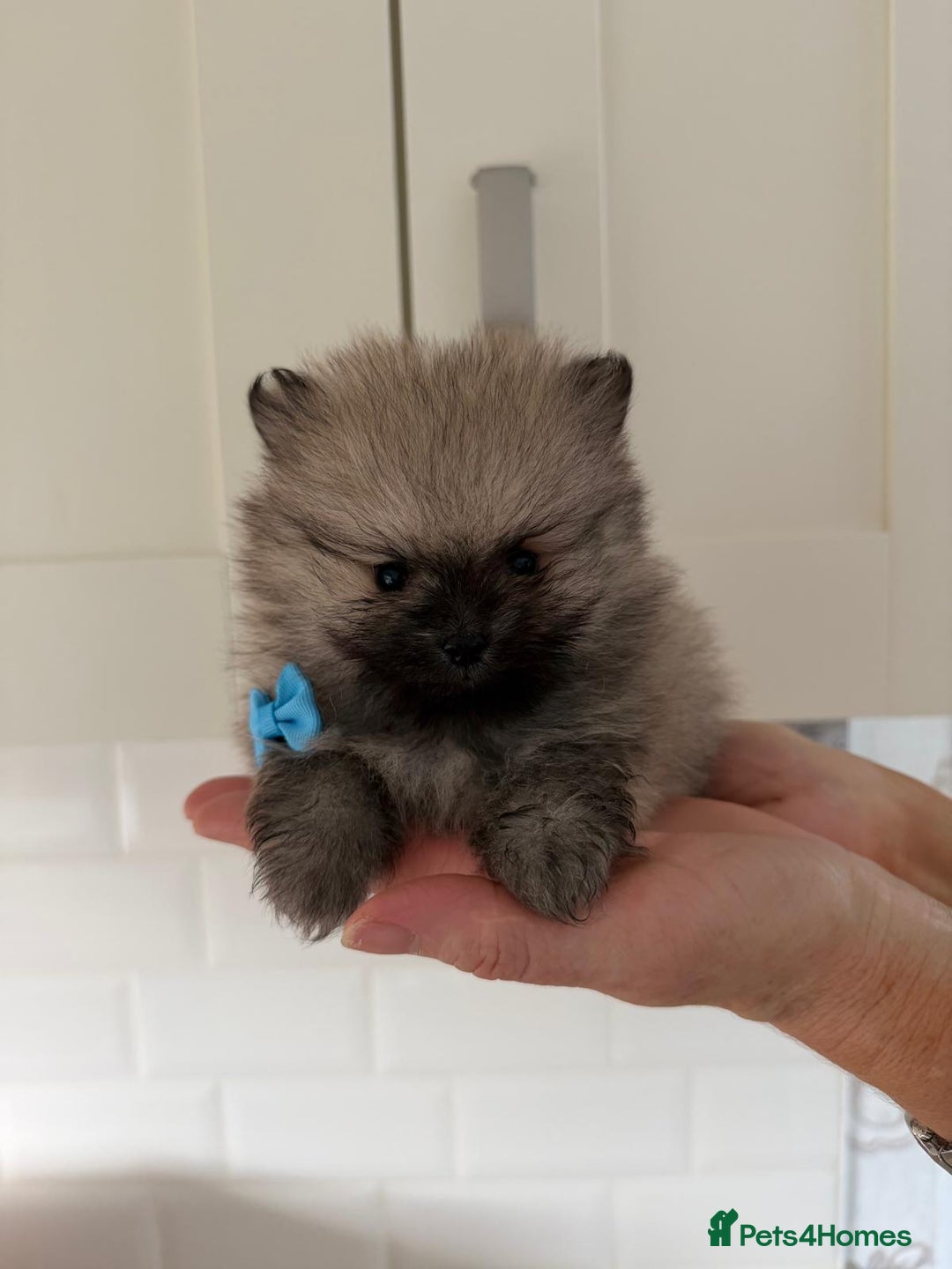 Pomeranian dogs for sale: 4 beautiful Pomeranians available for reservation - Advert 8