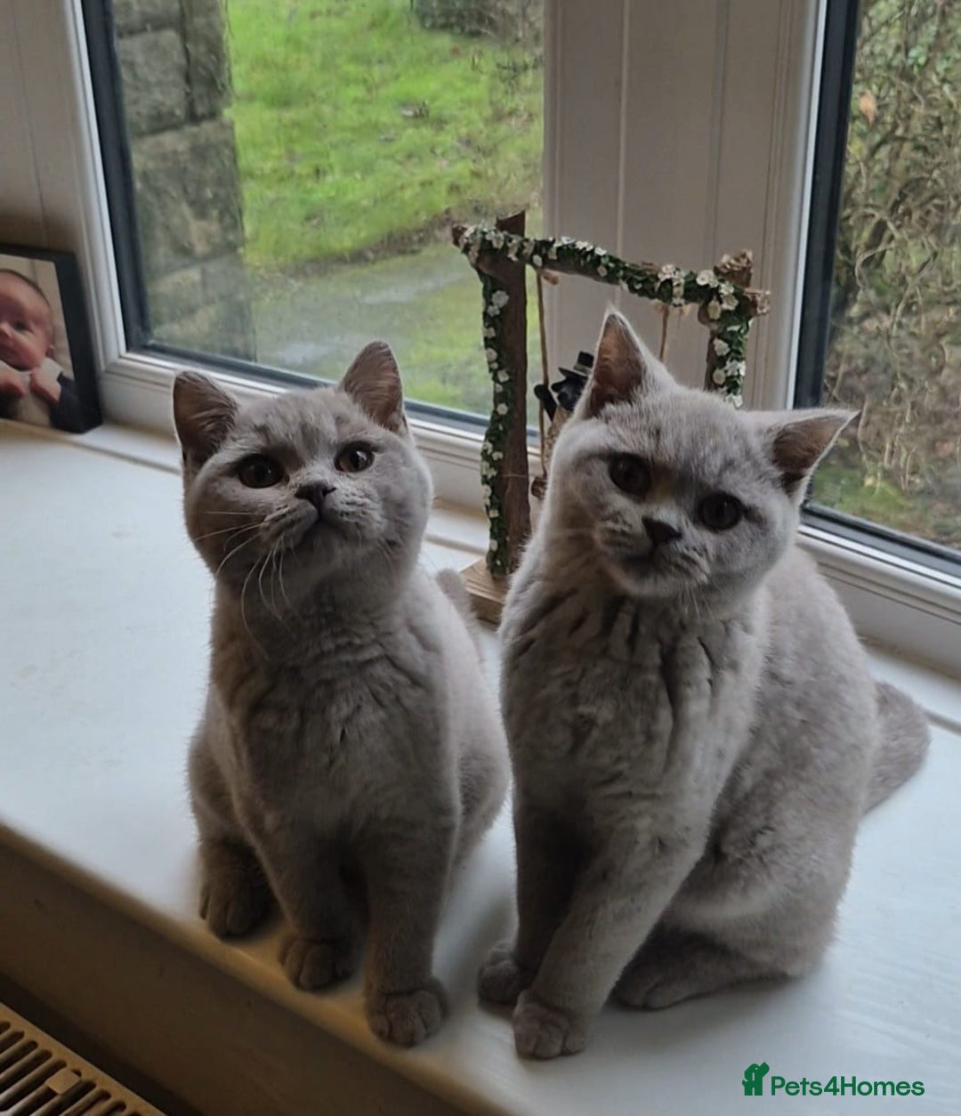 British Shorthair cats for sale: Bsh babies*ready to leave* - Advert 5