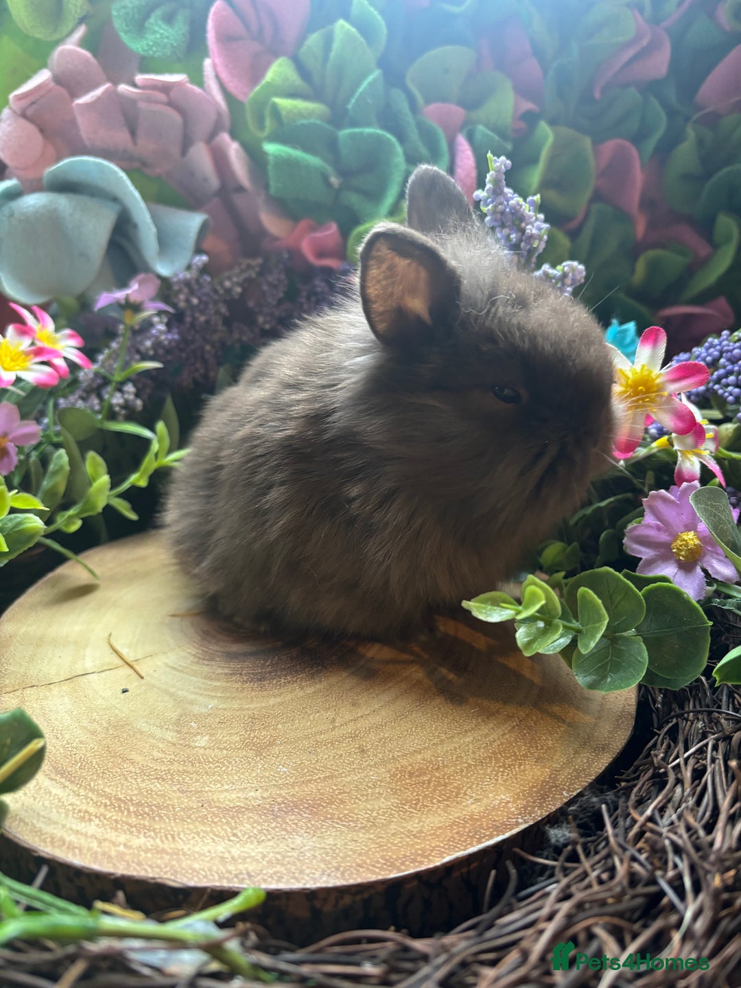 Mini Lion Lop rabbits for sale: Mini lion lops  - Advert 12