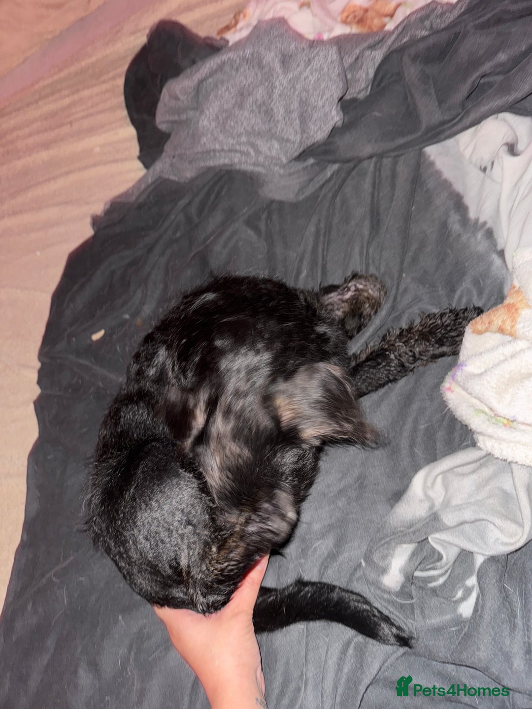 Mixed Breed dogs for sale: She is a female - Image 2