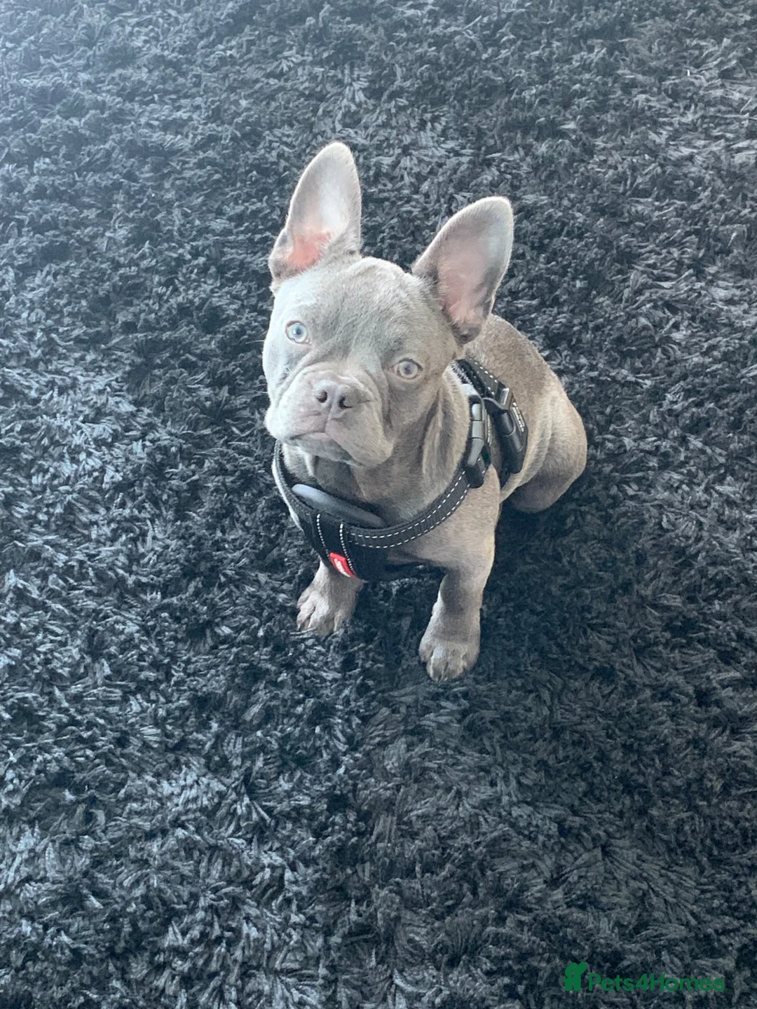 French Bulldog dogs for sale: Luna beautiful blue frenchie  - Advert 4