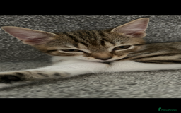 Mixed Breed cats for sale: REDUCED & READY NOW BSH x Tabby kittens  - Image 27