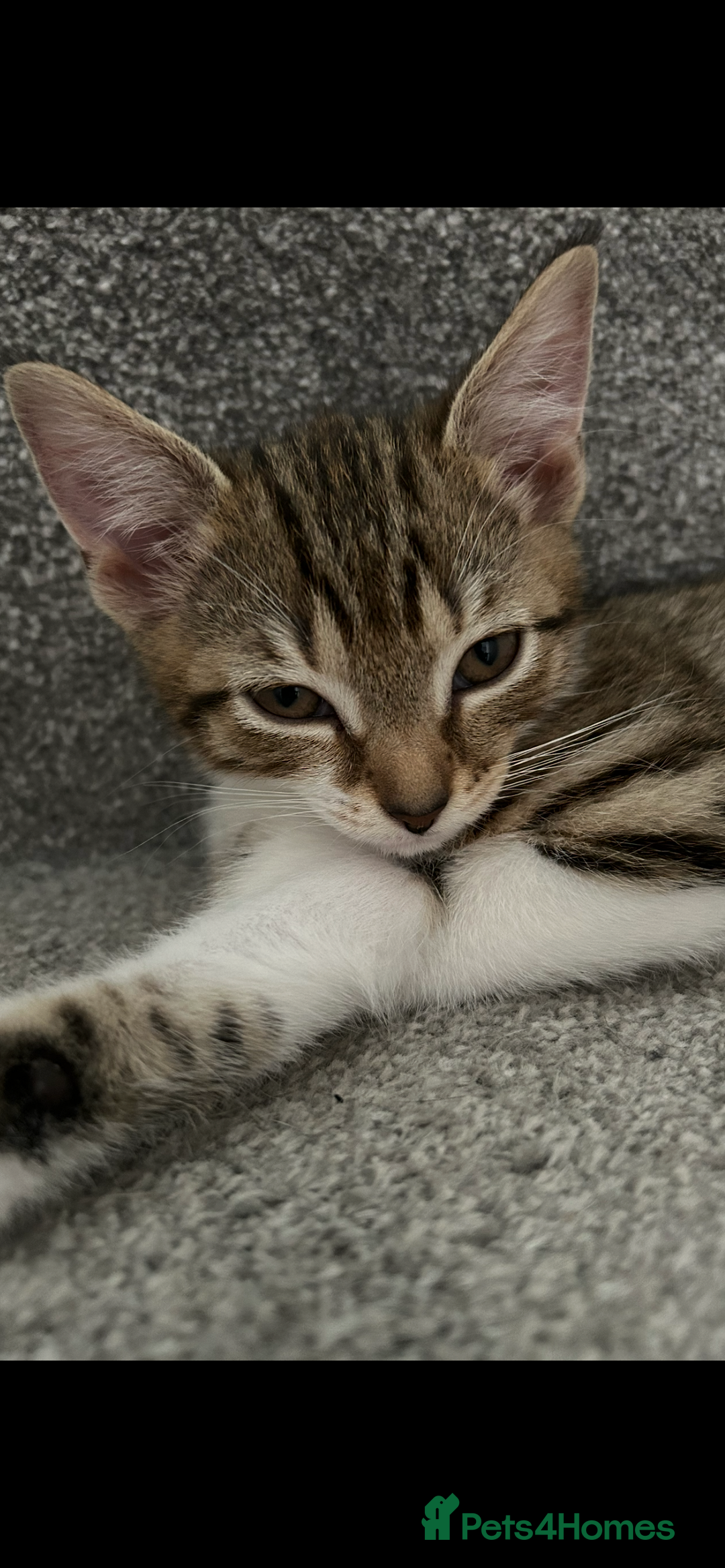 Mixed Breed cats for sale: REDUCED & READY NOW BSH x Tabby kittens  - Image 27