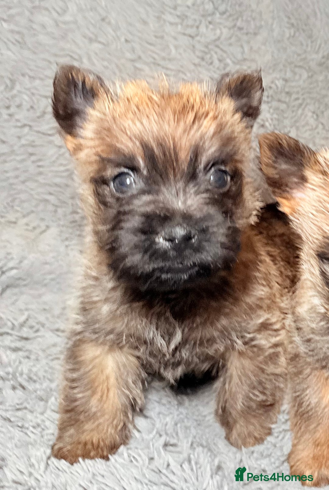 Cairn Terrier dogs for sale: STUNNING cairn terrier babies 🐾 - Advert 15