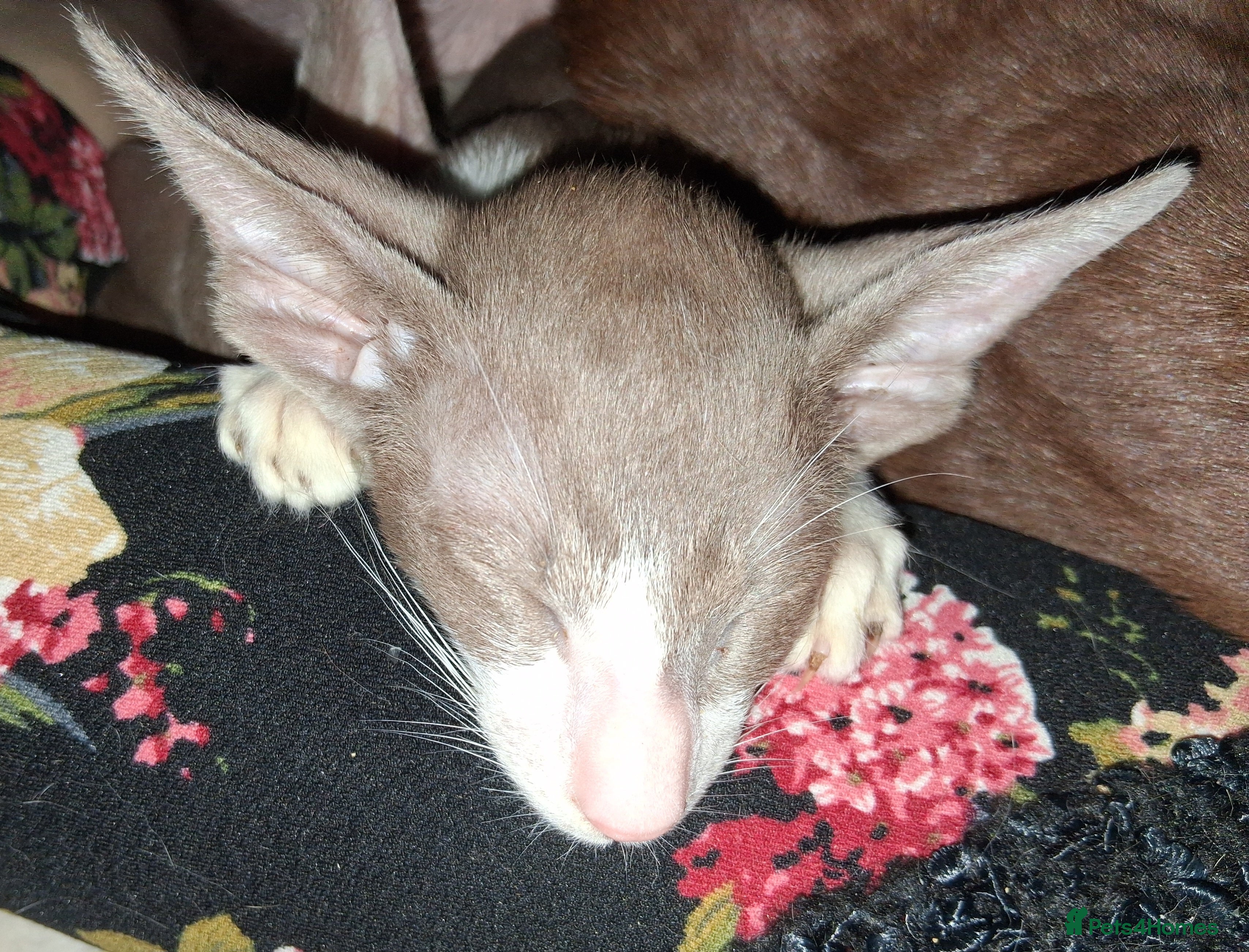 Oriental cats Last one ready from Monday modern style - Advert 4