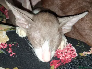 Oriental cats Last one ready from Monday modern style - Advert 4