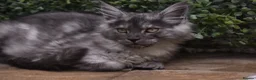 Maine Coon cats for sale: Gorgeous Champion Bloodline Maine Coon Kittens - Advert 8