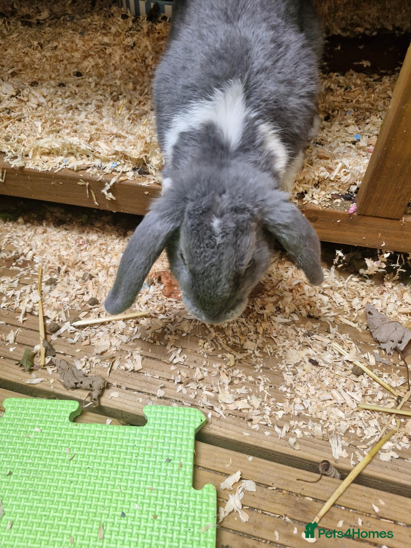 English Lop rabbits Little lady looking for a loving home - Advert 3