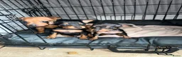 Miniature Pinscher dogs for sale: Miniature pinschers puppies  - Advert 3