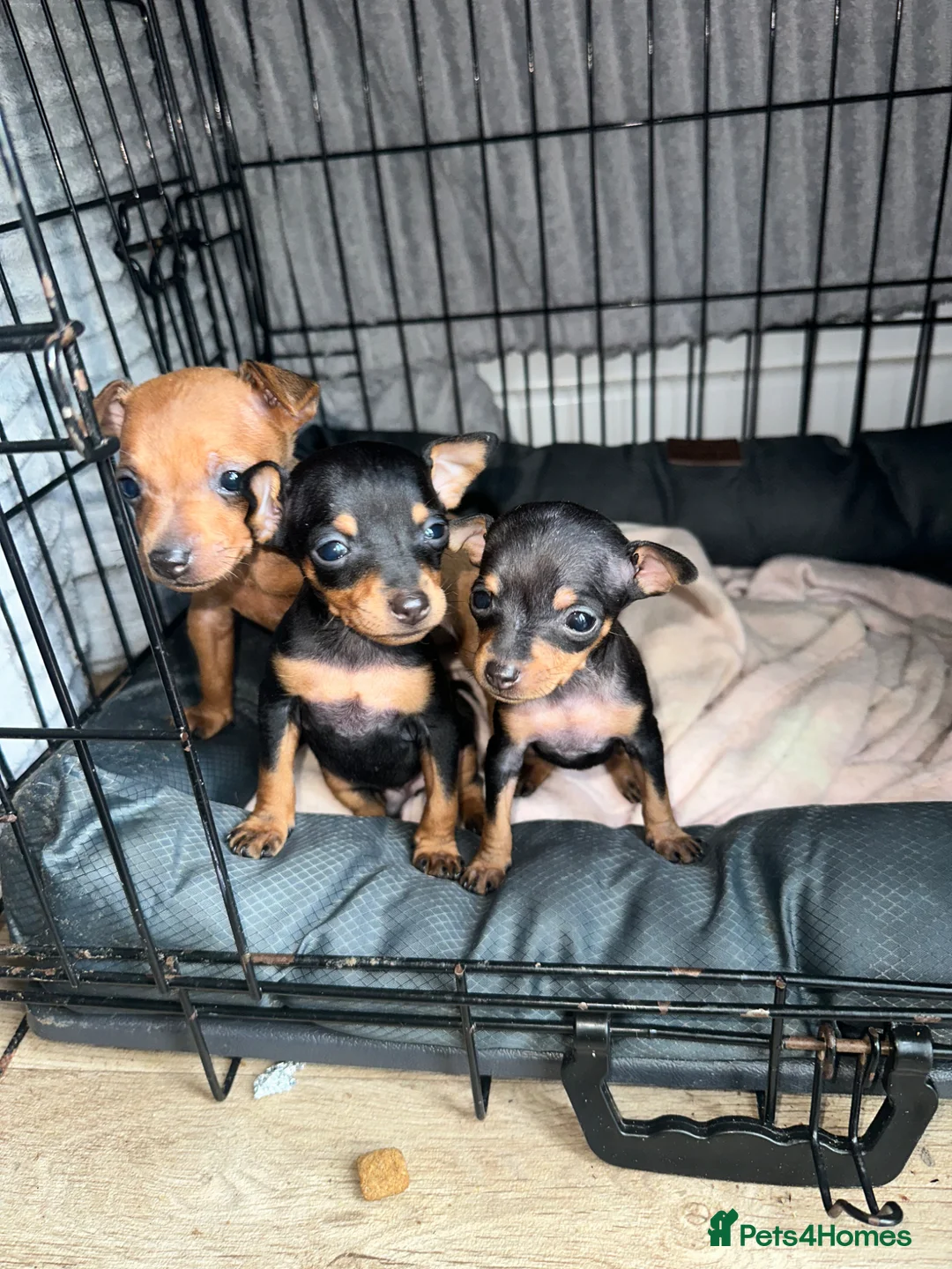Miniature Pinscher dogs for sale: Miniature pinschers puppies  - Advert 2