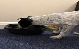 Mixed Breed dogs for sale: Meet bow 🎀🐾 - Advert 7