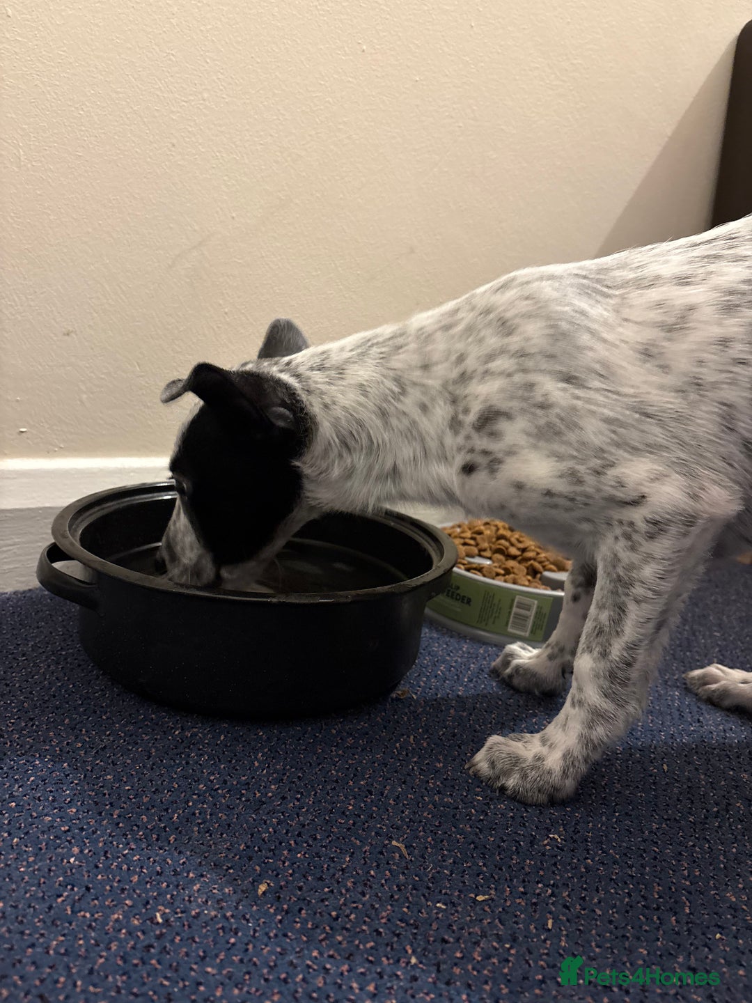 Mixed Breed dogs for sale: Meet bow 🎀🐾 - Advert 7