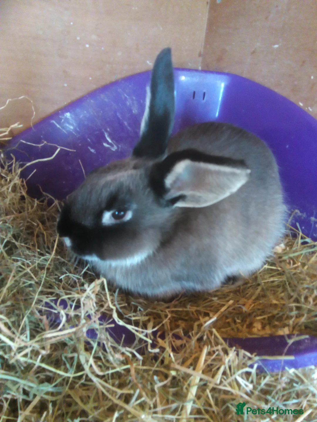 Sable rabbits for sale: Baby Sable Marten buck in Leominster - Advert 2