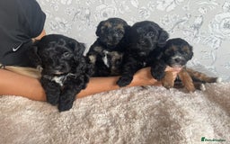 Mixed Breed dogs for sale: Dogs  - Image 2