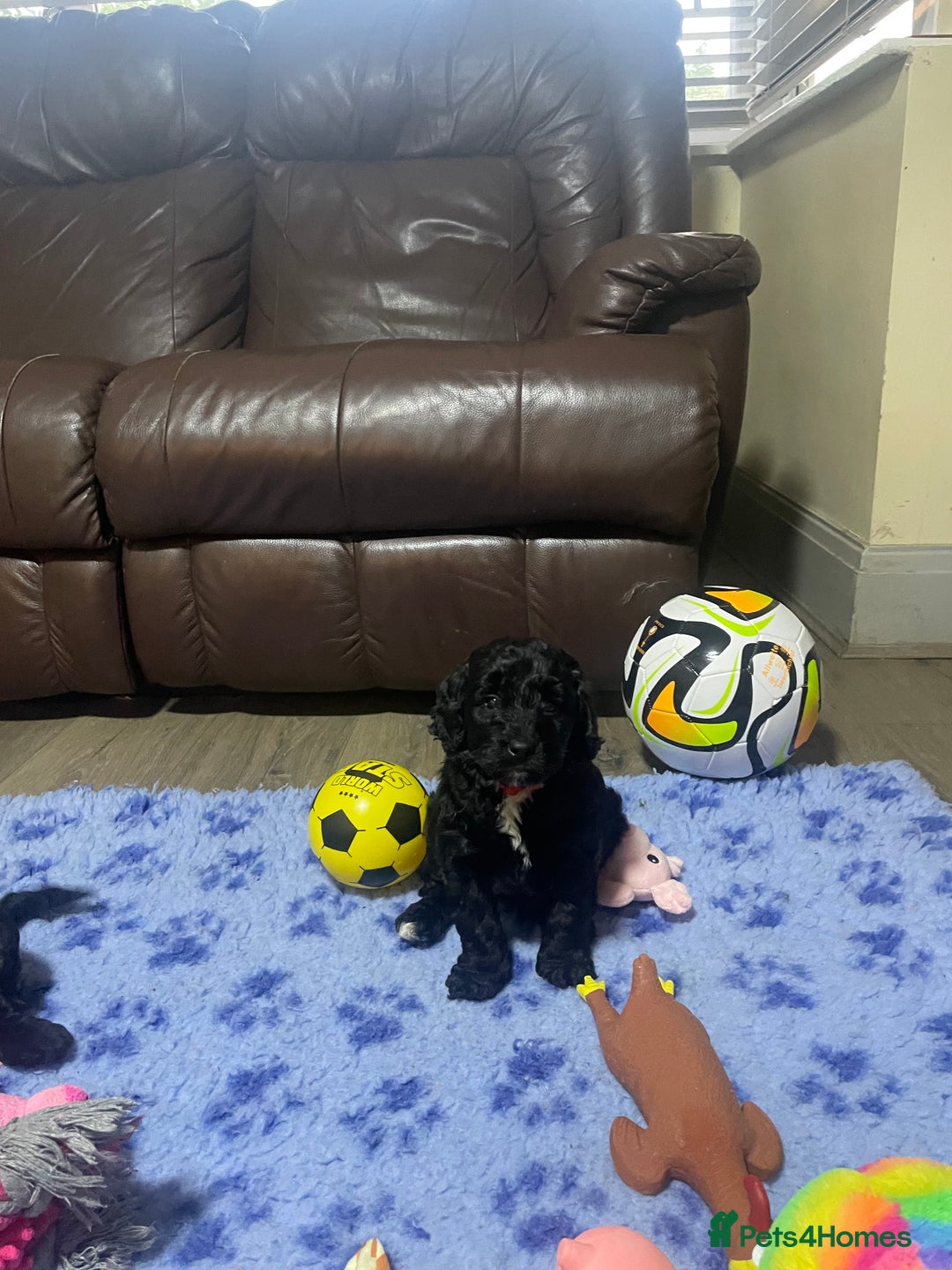 Cockapoo dogs for sale: Very Similar to the cockapoo Sproodle puppies - Image 2