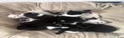 British Shorthair cats for sale: Adorable Kittens Looking for Loving Homes 🐾  - Advert 7