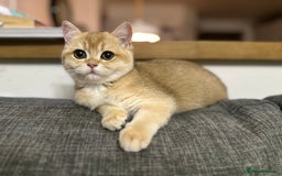Scottish Fold cats for sale: 1male  1 female READY TO COLLECT - Image 24